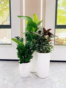 慈溪花卉出租超专业，给空间增添别样生机